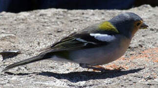 Common Chaffinch