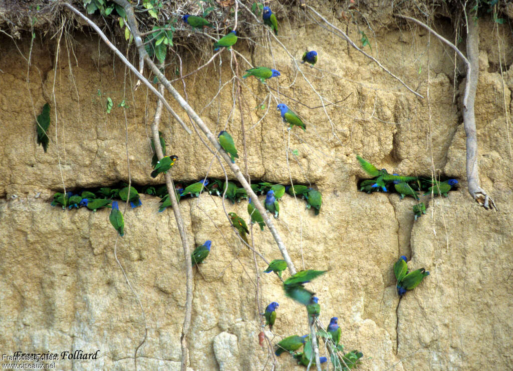 Blue-headed Parrotadult, feeding habits, Behaviour