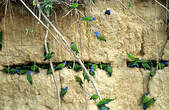 Pione à tête bleue