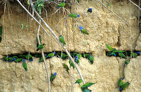 Blue-headed Parrot