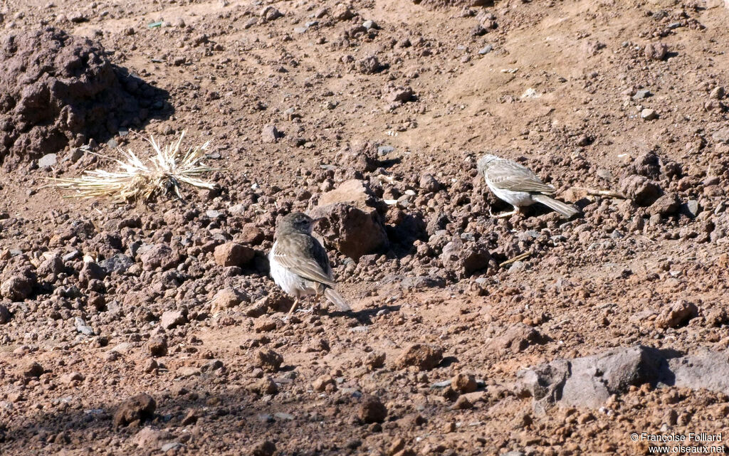 Pipit de Berthelot, identification, Comportement