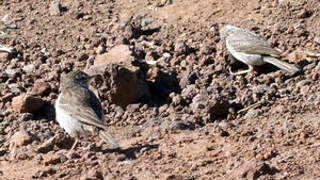 Berthelot's Pipit