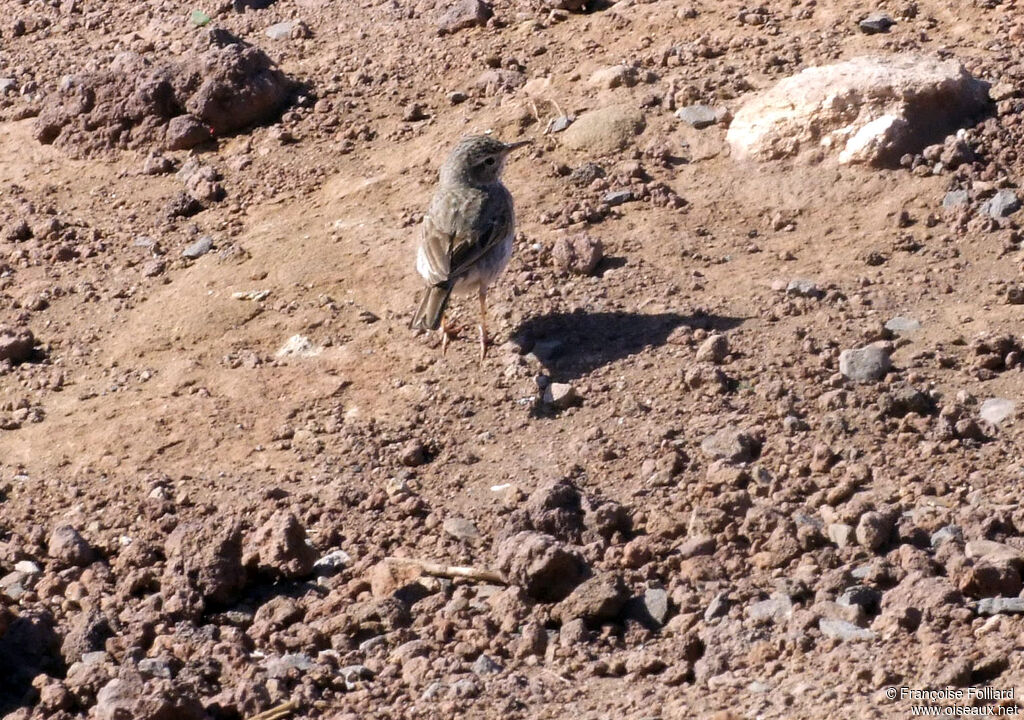 Berthelot's Pipit, identification