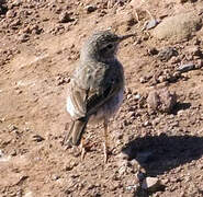 Berthelot's Pipit