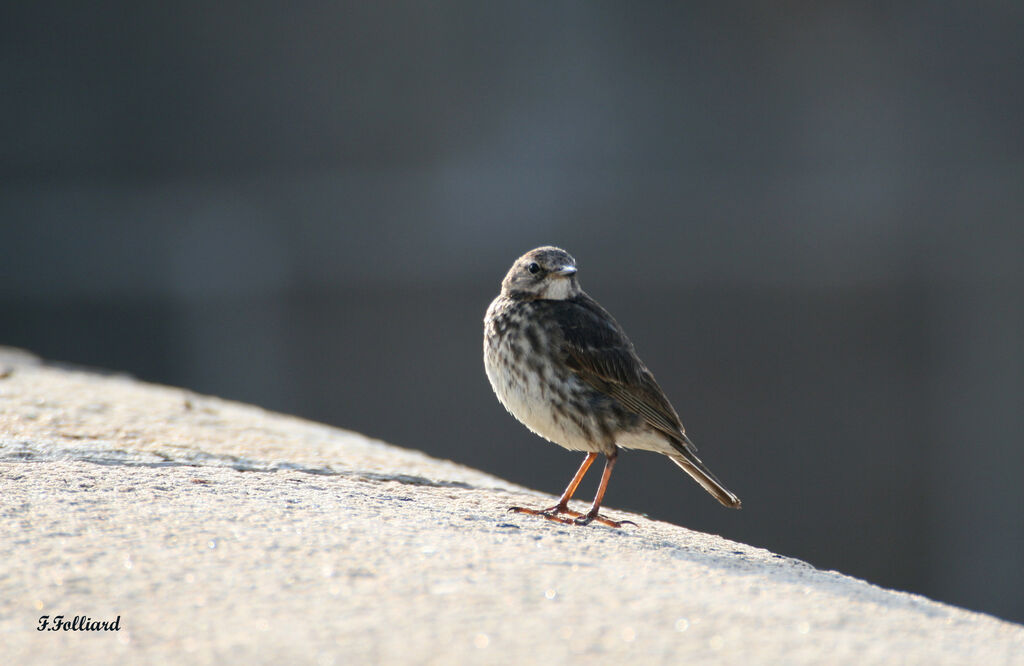 European Rock Pipit, identification