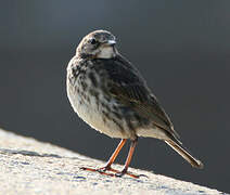 Eurasian Rock Pipit