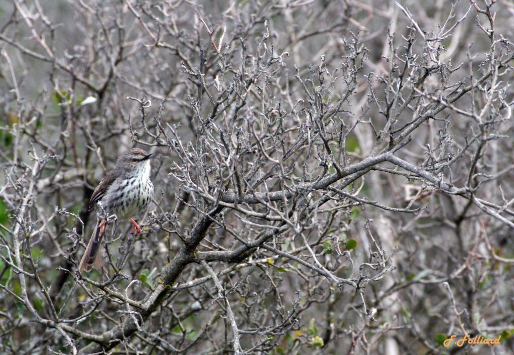 Karoo Priniaadult, identification