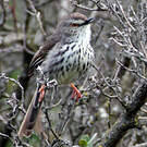 Prinia du Karroo