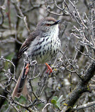 Prinia du Karroo