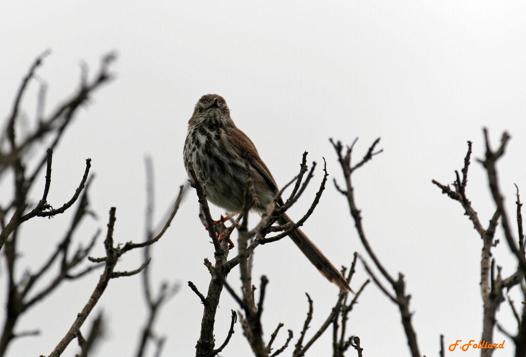 Prinia du Karrooadulte, identification