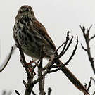 Prinia du Karroo