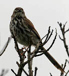 Prinia du Karroo