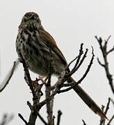 Karoo Prinia