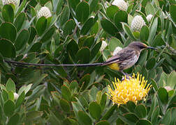 Cape Sugarbird