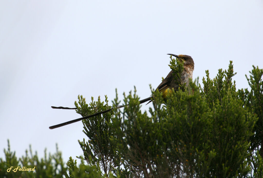 Promérops du Cap mâle adulte, identification