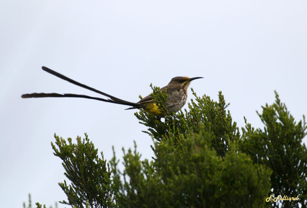 Cape Sugarbird male adult, identification