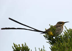 Cape Sugarbird