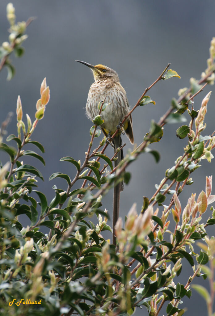 Cape Sugarbird male adult, identification