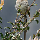 Promérops du Cap
