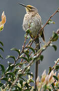 Cape Sugarbird