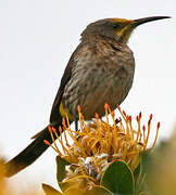 Cape Sugarbird