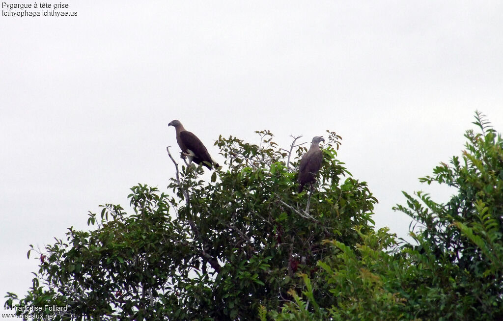 Grey-headed Fish Eagle, identification