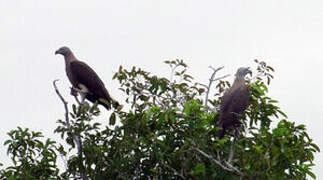 Grey-headed Fish Eagle