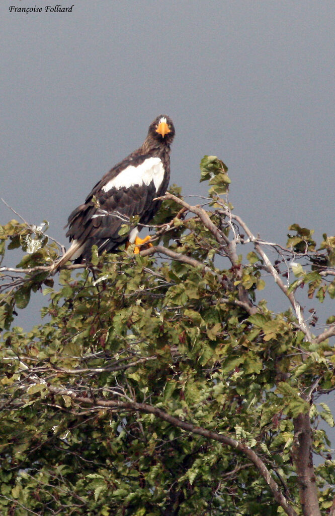 Pygargue de Stelleradulte, identification