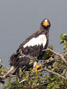 Steller's Sea Eagle