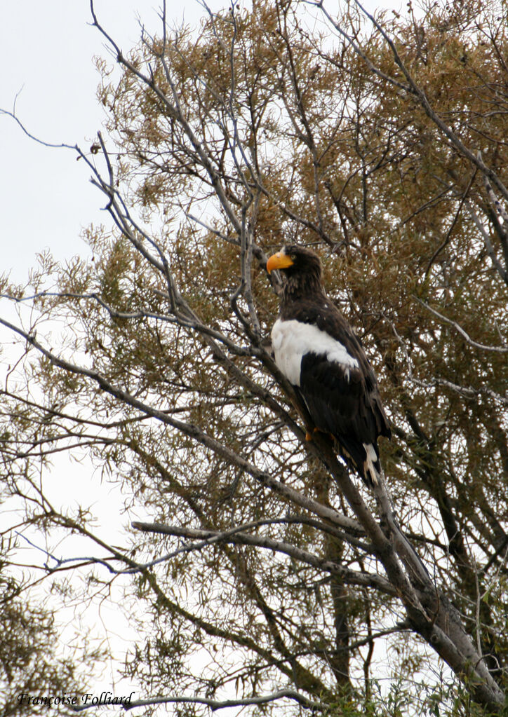 Steller's Sea Eagleadult, identification