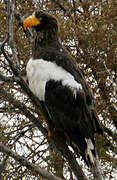 Steller's Sea Eagle