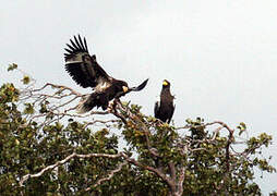 Steller's Sea Eagle