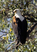 African Fish Eagle