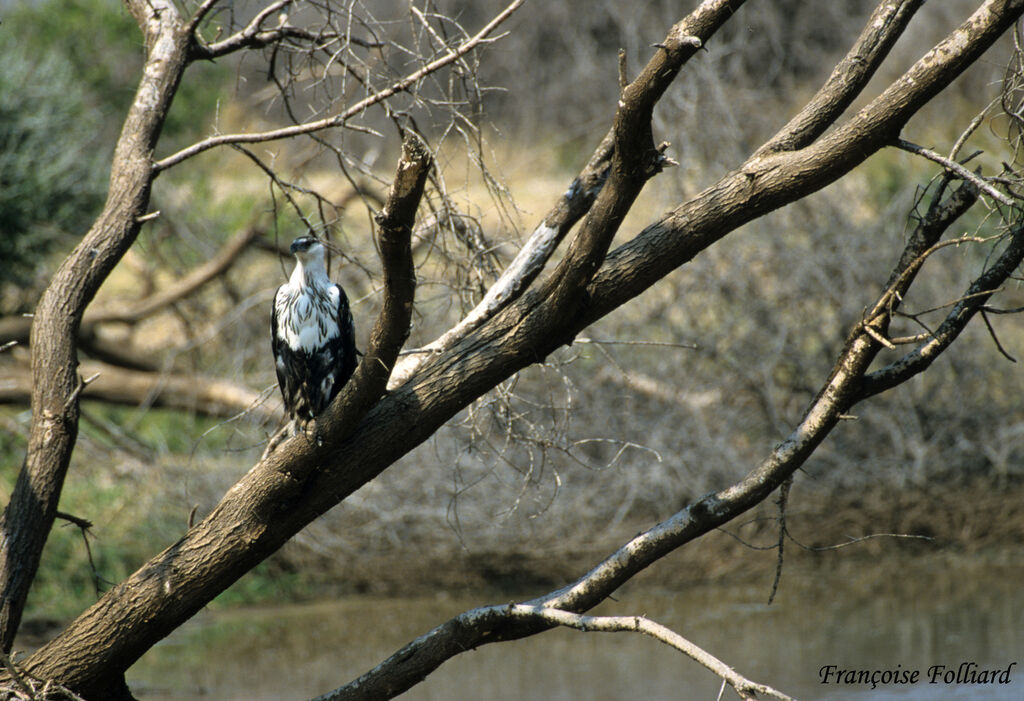 African Fish Eaglesubadult, identification