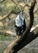 African Fish Eagle