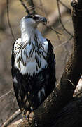 African Fish Eagle