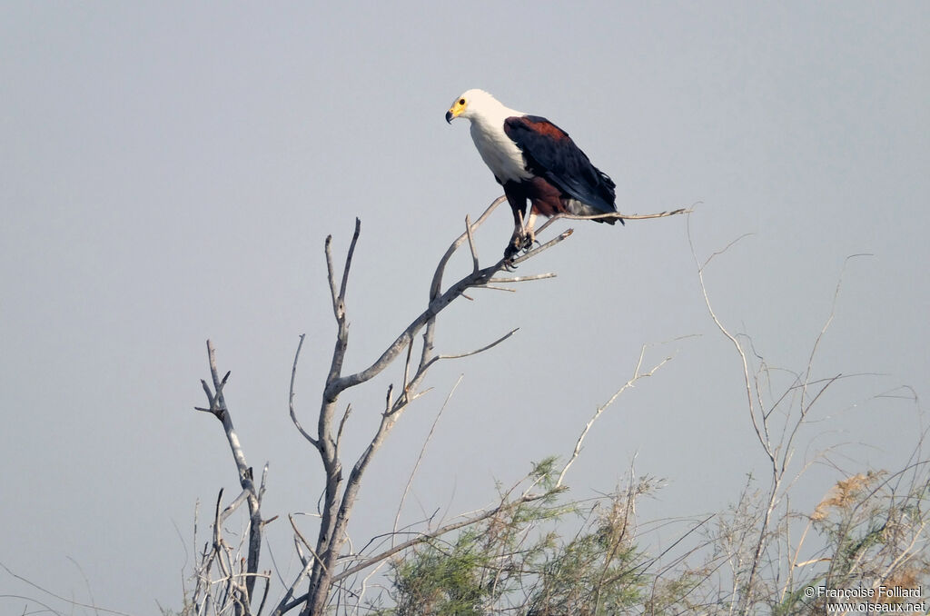 African Fish Eagle