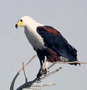 African Fish Eagle