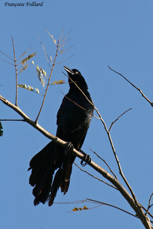 Great-tailed Grackle male adult, identification