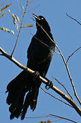 Great-tailed Grackle