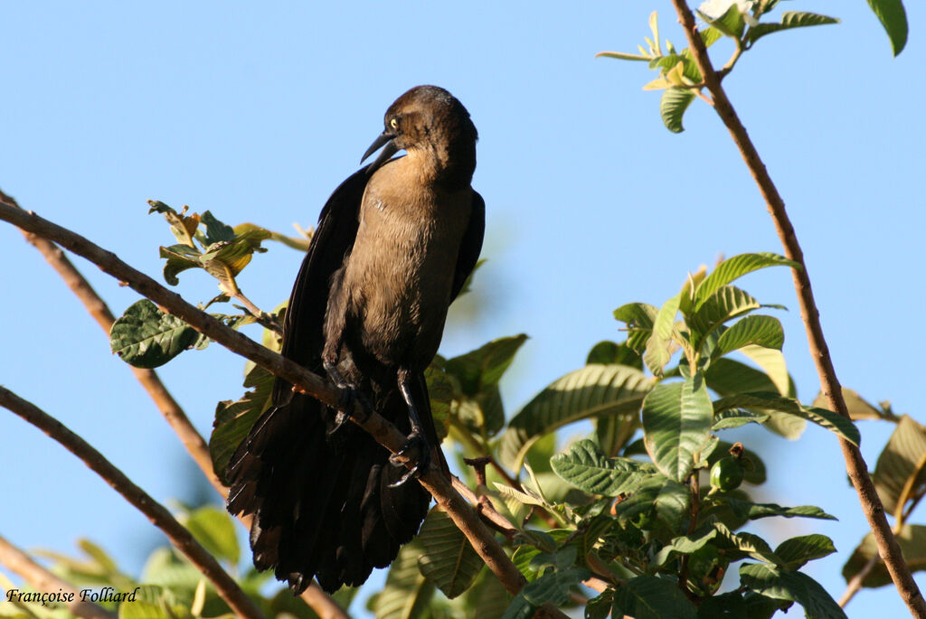 Great-tailed Grackle female adult, identification