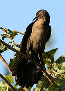 Great-tailed Grackle