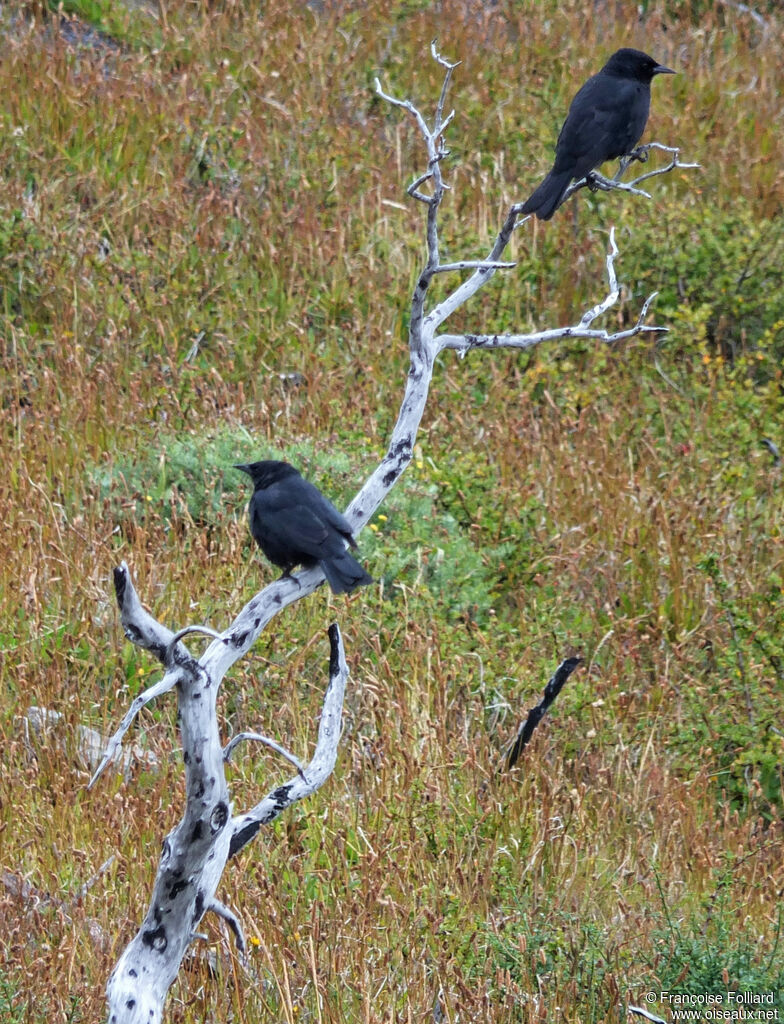 Austral Blackbird