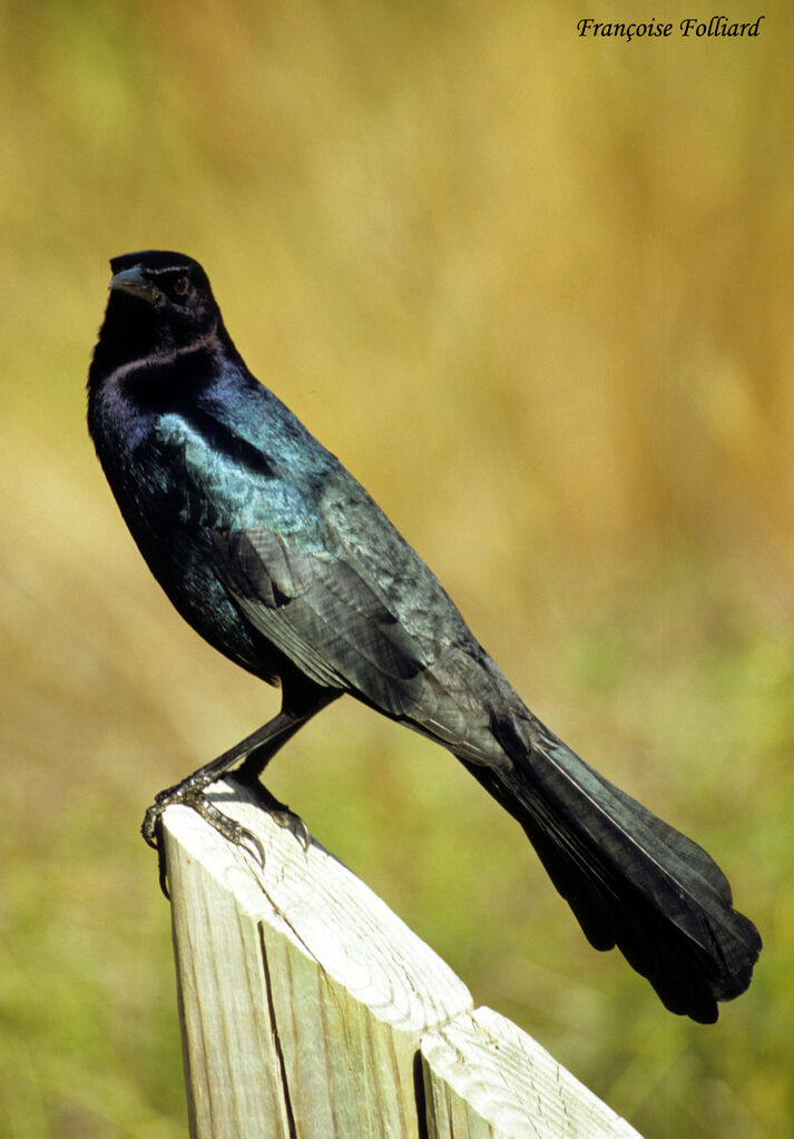 Boat-tailed Grackleadult, identification