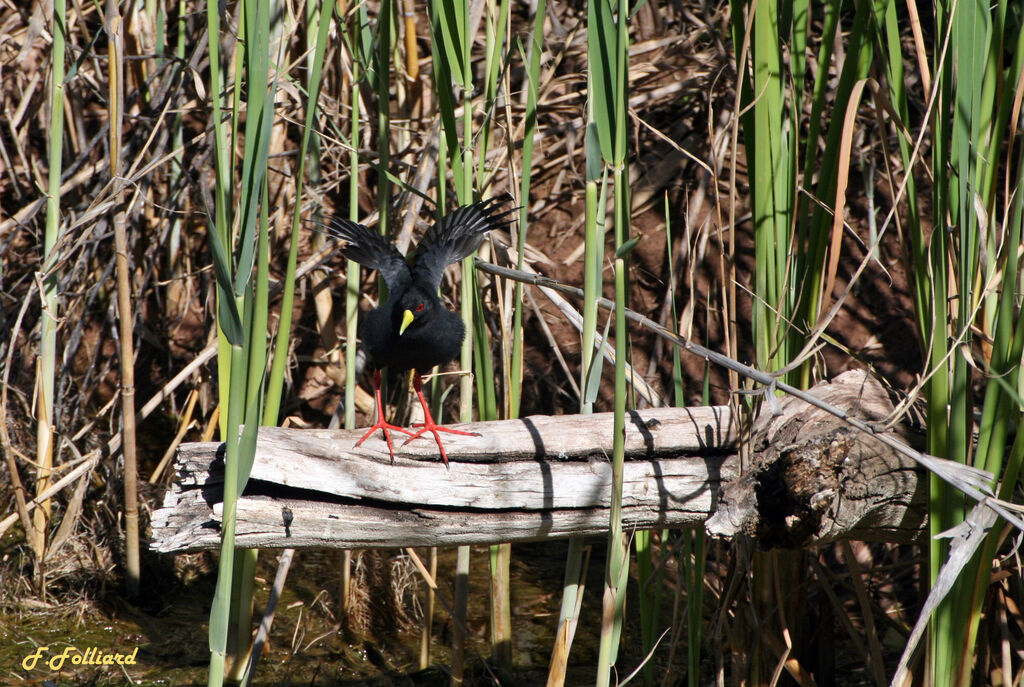 Râle à bec jaune, identification