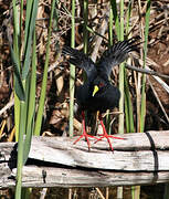 Black Crake