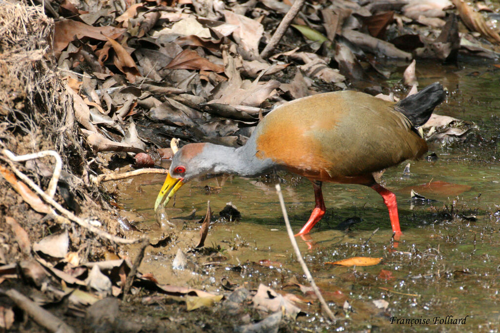 Râle de Cayenne, identification, régime