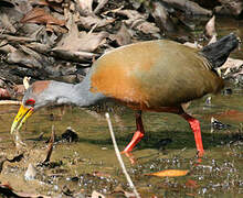 Grey-necked Wood Rail