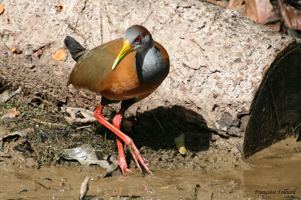 Grey-necked Wood Railadult, identification