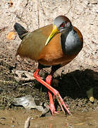 Grey-necked Wood Rail